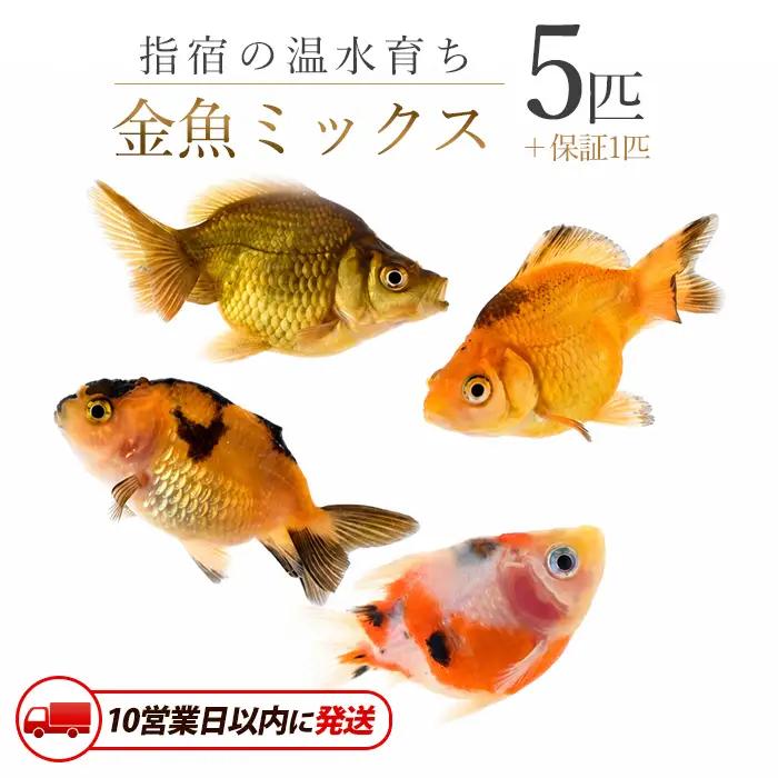 10営業日以内に発送 温水育ち 金魚ミックス5匹 otofarm IB148-002 ※北海道・沖縄・離島配送不可※ 金魚 金魚