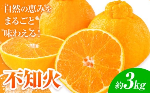 【先行予約】みかん 不知火 3kg 高橋商店《2026年1月下旬-5月中旬頃出荷》熊本県 苓北町 柑橘 かんきつ 果物 フルーツ しらぬい 送料無料