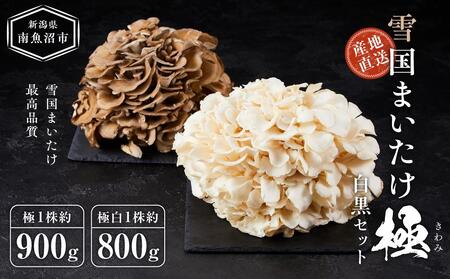 雪国まいたけ　極白黒セット【極 1株約900g　 極白 1株約800g】　これが雪国史上、最高傑作　長期熟成と大株仕立てが生み出す圧倒的なシャキシャキ感と旨味　雪国まいたけ最高品質　産地直送