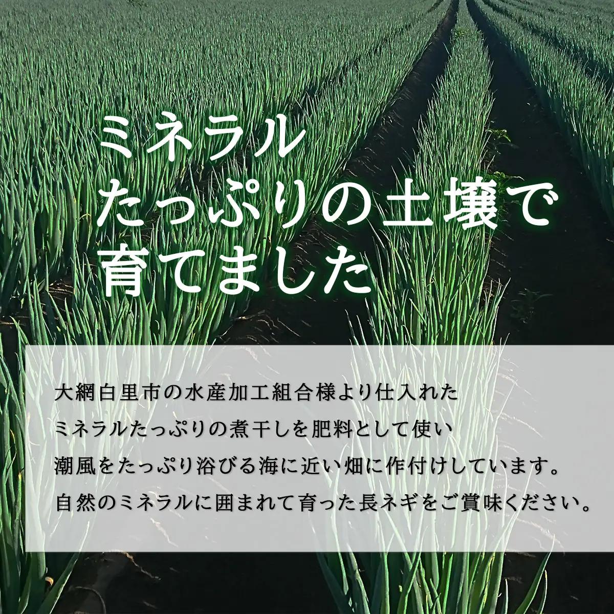 ★先行予約★【2026年12月発送開始予定】千葉県大網白里市産　長ネギ　L～2Lサイズ　3㎏（約18本～27本）／ふるさと納税 長ネギ 長ねぎ 長葱 ネギ ねぎ 葱 野菜 鍋 先行予約 先行受付 千葉