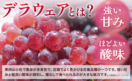 デラウェア 厳選デラウェア 約1.2kg