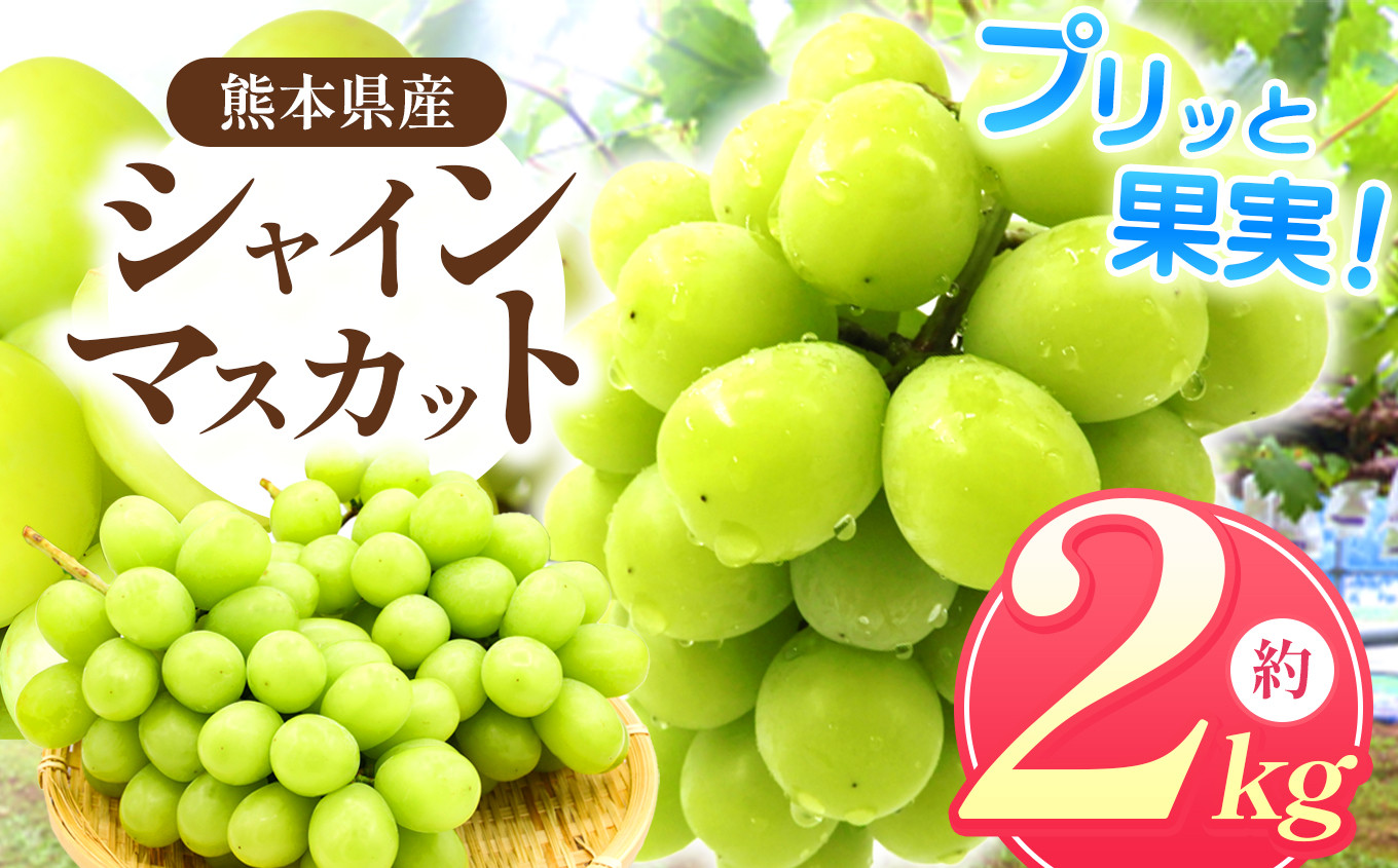 
                  「 フルーツはぎお 」のシャインマスカット 約 2㎏ ｜ 果物 くだもの フルーツ ぶどう 葡萄 ブドウ シャインマスカット 旬 夏 熊本県 玉名市
                