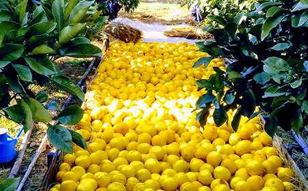 清家農園の文旦5kg家庭用（ジャム用）【特別栽培・農薬不使用】