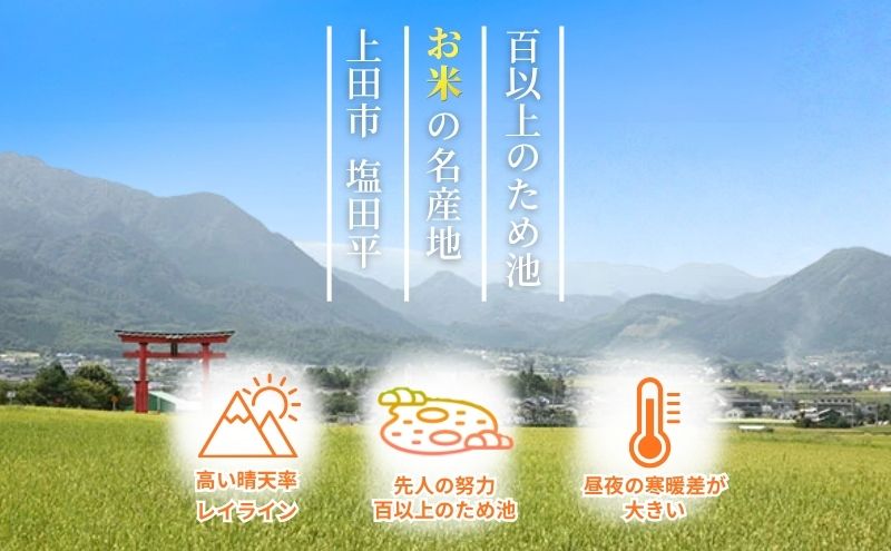 こしひかり 3kg 米 塩田平の「晴米」 コシヒカリ こしひかり 精米