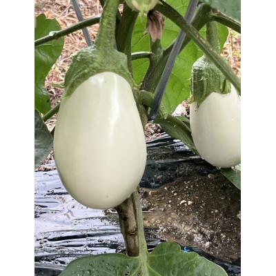 ふるさと納税 津山市 季節のおまかせ野菜セット |  | 02