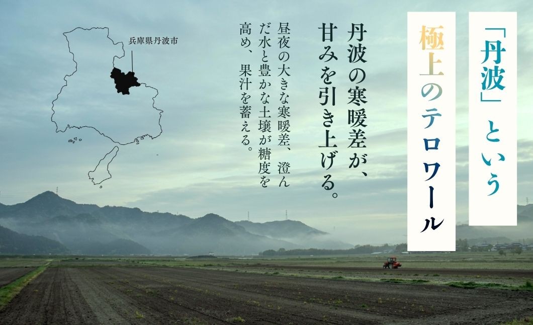【9月上旬発送】糖度18度以上保証！兵庫県丹波市産 完熟シャインマスカット 490g～1.8kg 丹波産 ぶどう ブドウ 葡萄 