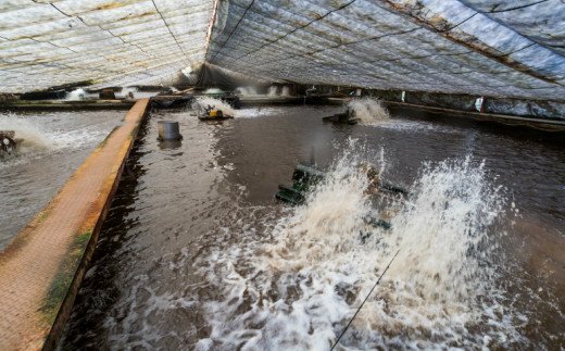 田野町産うなぎの蒲焼き2匹と天然鮎4匹セット　タレ付き 山椒付き うなぎ 鰻 ウナギ 蒲焼き かば焼き 無頭 おいしい 国産 お取り寄せ 冷凍 配送