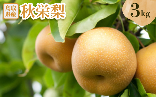 秋栄梨　3kg【1593375】