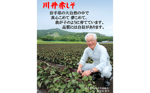 「川井ペリーラ」ドリンクセット(100ml 5本入り)【1622323】