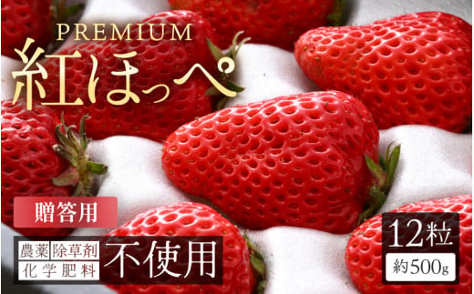 【先行予約】 農薬化学肥料不使用！贈答用プレミアムいちご 12個入り（約500g）【もも香プレミアム】 【2025年1月上旬以降順次発送予定】 【イチゴ 苺 プレミアム 無農薬  果物 フルーツ 大粒  希少 入手困難 贈答用 ギフト 贈り物 産地直送 国産】 [Q-19301]