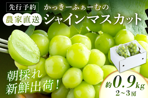 【先行予約】根域制限シャインマスカット 約0.9kg 2～3房《9月中旬頃から発送》果物 シャインマスカット 【183_1881】