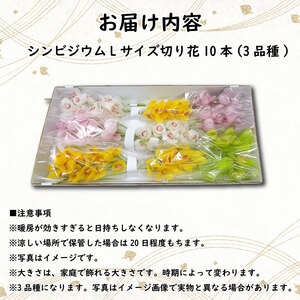 洋ラン シンビジウム 切り花 詰め合わせ 【 シンビジウム 】