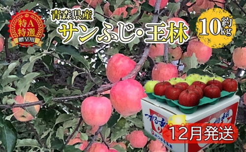 サンふじ・王林約10kg 贈答用【特A・特選】（12月発送）青森県産