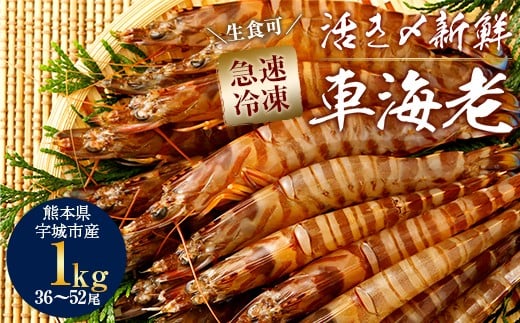 車海老 特大 1kg (36～52尾) 海老 刺身 熊本県産 急速冷凍 熊本県産 急速冷凍 車海老 1kg(36～52尾) 生食可 瞬間冷凍