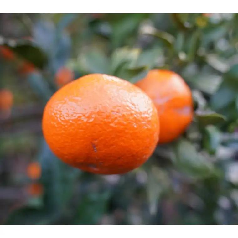 先行受付 2026年12月中旬～発送開始 いしじみかん 約5kg 柑橘