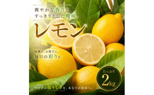 【選び抜いた一箱】 香り際立つ 【レモン】 2kg 愛媛県産 【2027年1月中旬頃から順次発送】 | れもん レモン lemon 檸檬 訳あり フルーツ 柑橘 果物 おすすめ お勧め お取り寄せ ギフト 愛媛県 松山市