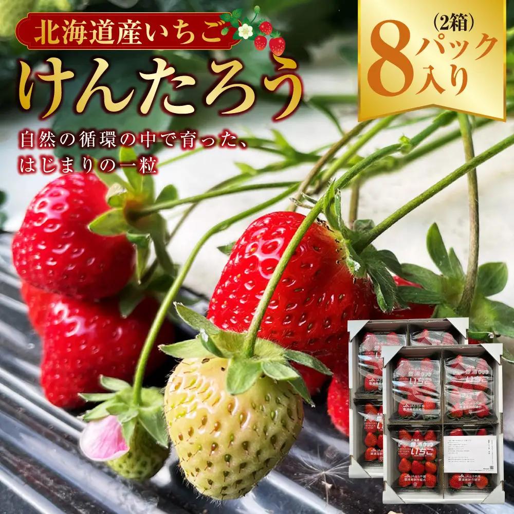 自然の循環の中で育ったいちごけんたろう 2箱8パック入り いちご 苺 イチゴ フルーツ くだもの デザート 国産 北海道 豊浦町 【2027年5月上旬～6月下旬頃まで発送予定】