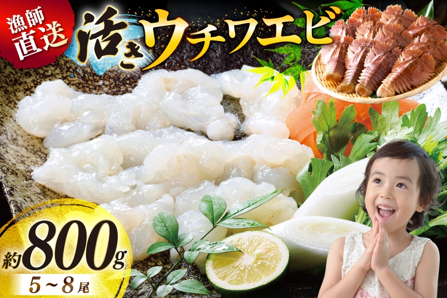 
                  活 うちわえび エビ 海老 海鮮 ウチワエビ 5～8尾(約800g) [ひばり 長崎県 平戸市 hr42bgy420056] 魚介 海産物 鍋 刺身 刺し身 新鮮 国産 お取り寄せ
                