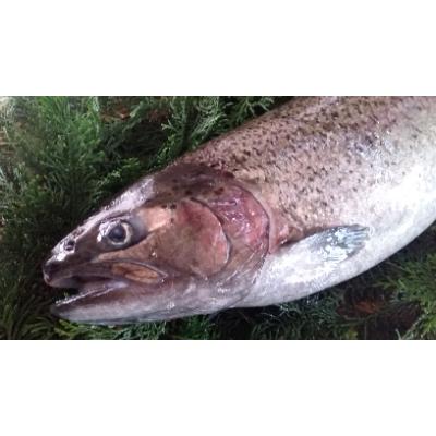 ふるさと納税 道志村 山梨県ブランドサーモン「富士の介」 丸ごと1本セット |  | 01