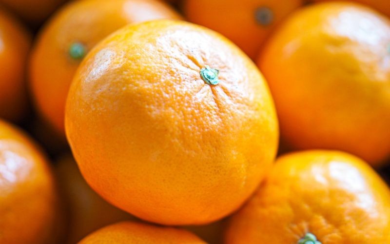 
            【家庭用】 森本農園の手選別 セミノールオレンジ 約10kg 和歌山県産 サイズ混合 【2026年4月中旬～5月中旬頃に順次発送】【RN37】
          