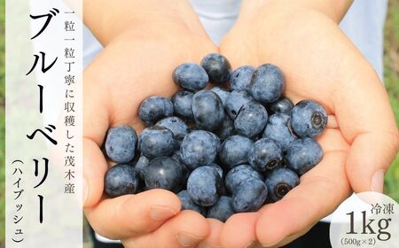 冷凍 ブルーベリー ハイブッシュ 1kg | 冷凍 ブルーベリー 栃木県 茂木町