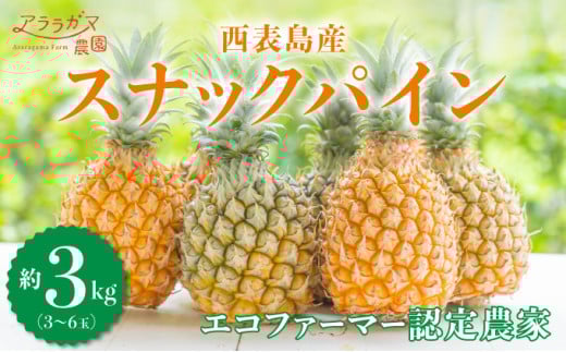 2025年5月中旬発送開始予定 『ちぎって食べる！？』スナックパイン★香り高く酸味が少ない★黄金色した甘～いパイン★スナックパイン3㎏（3～6個）