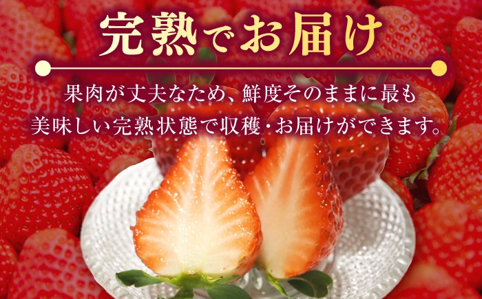  まとめ買い 人気 便利  贈り物 ギフト 食材  イチゴ 苺 フルーツ 果物