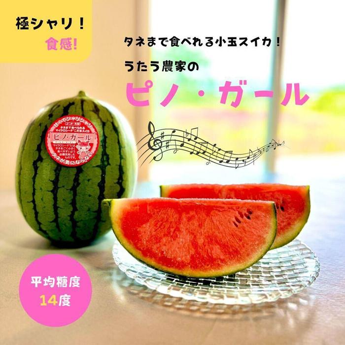 797.【先行予約】小玉スイカ　ピノ・ガール（1玉3kg前後×3玉）◇離島不可（北海道、沖縄本島は配送可能）◇2025年6月上旬頃～7月上旬頃に順次発送予定 313726_BQ001