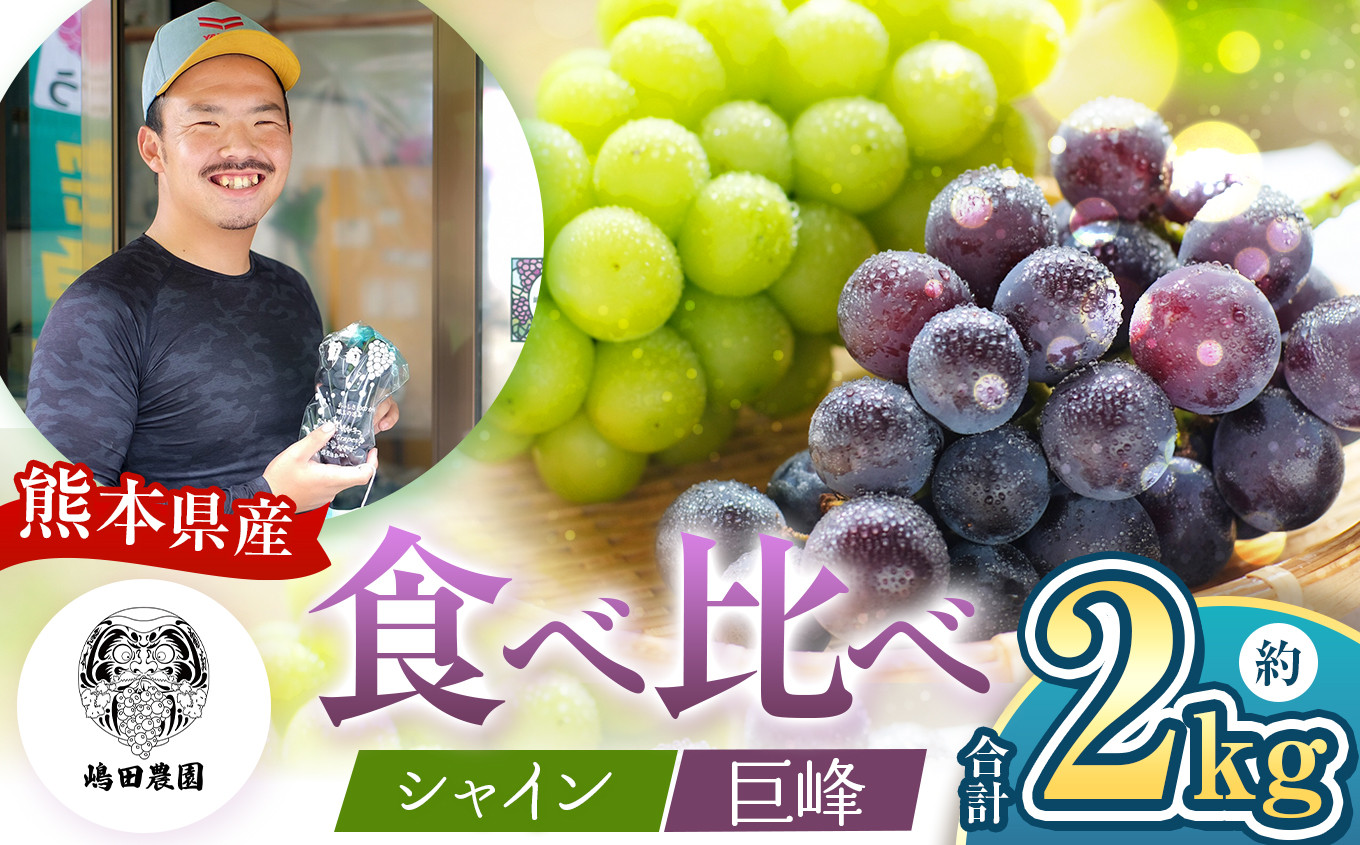 
            【 先行予約 】 シャインマスカット 巨峰 食べ比べセット 約2kg | 熊本県 和水町 くまもと なごみまち ぶどう 巨峰 マスカット シャインマスカット 食べ比べ セット 朝摘み 直送
          
