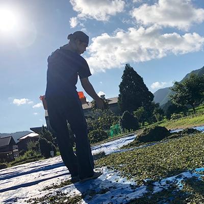 ふるさと納税 丹波市 丹波・天日干し赤ちゃん番茶テトラ(2g×50個)　3袋 |  | 03