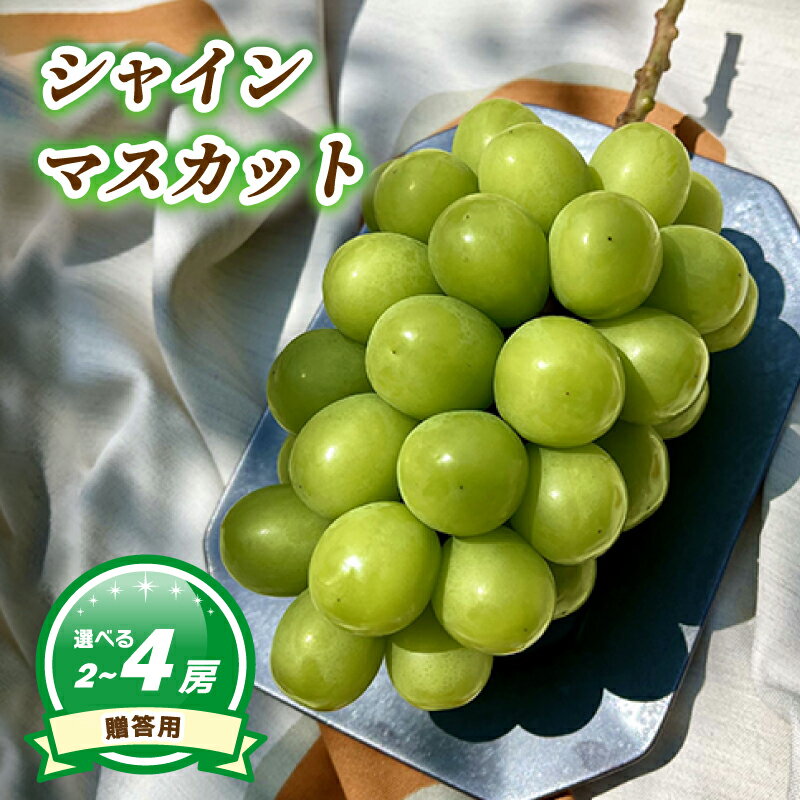 【ふるさと納税】 【7月下旬頃から発送】 シャインマスカット 約1.1kg ( 2~3房 ) / 約1.6kg ( 3~4房) 数量選択可 贈答用 | ぶどう シャインマスカット 贈答 皮ごと 種なし 数量限定 愛媛県産 松山市