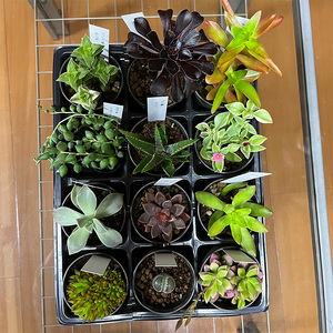 おまかせ多肉植物詰め合わせ（12種）（B1046-1）