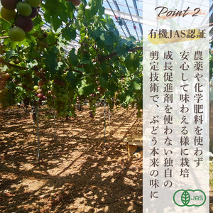 ぶどう 【先行予約】 冷凍 ぶどう 200g  2026年産 