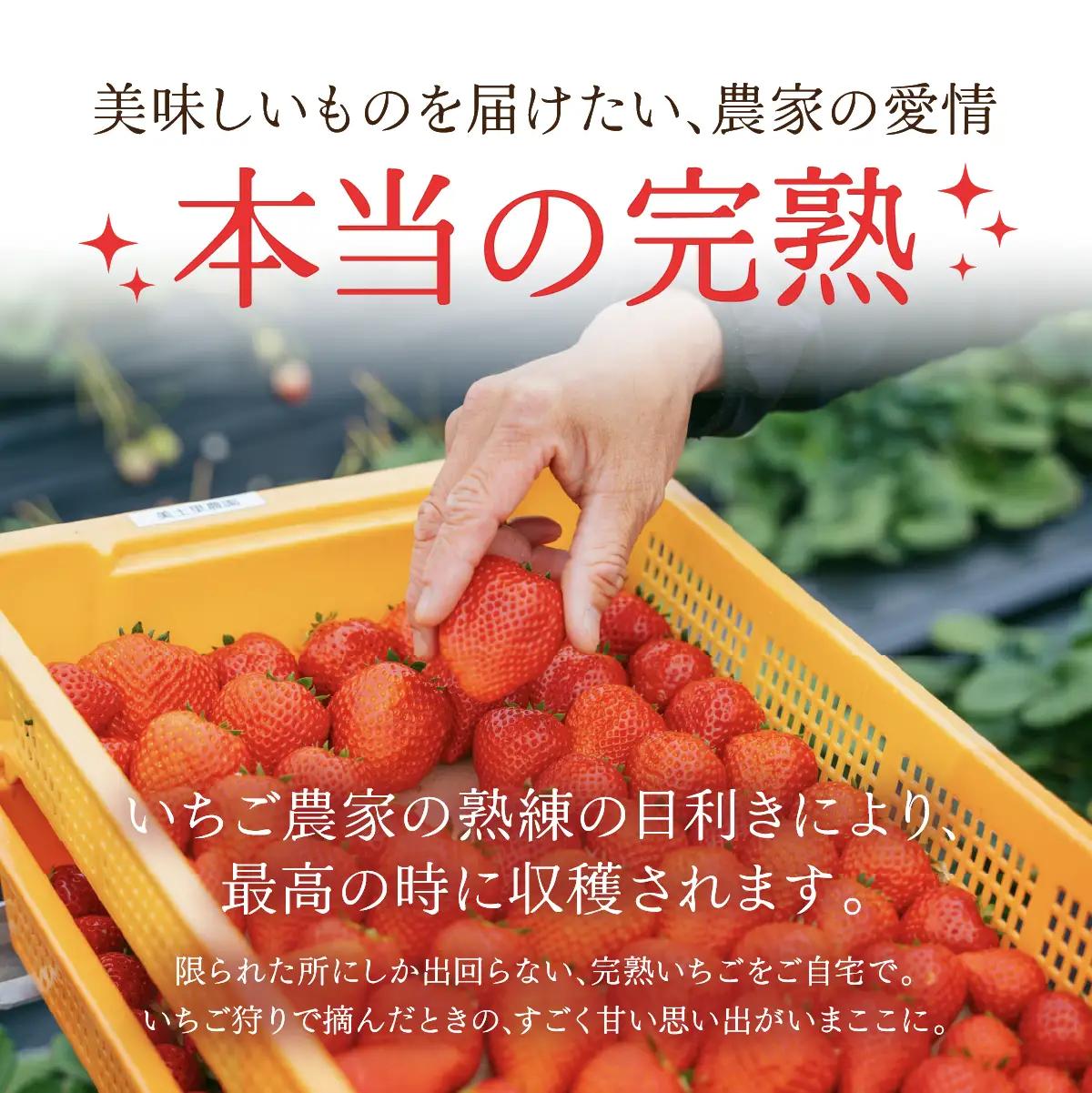 いちご【1月以降発送】朝採れとちあいか 大粒 約270g × 4パック 合計 約1080g |イチゴ いちご
