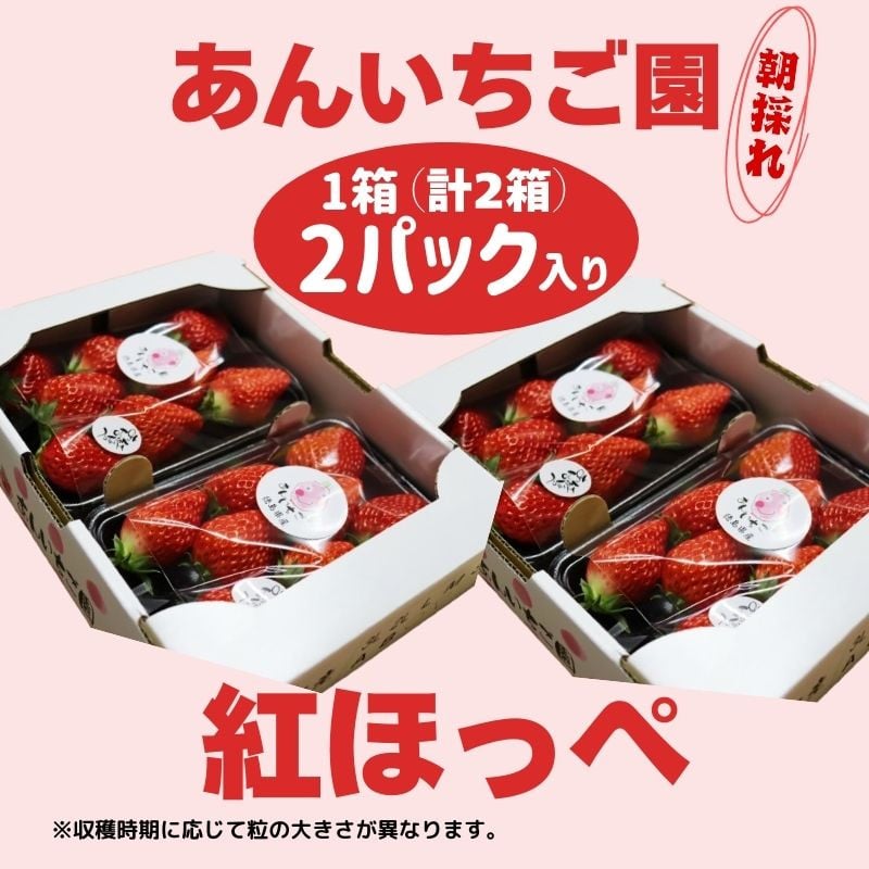 
いちご 紅ほっぺ 4パック ( 2025年 1月 以降 発送予定 ) 期間限定 人気 果物 フルーツ 新鮮 旬 冬 春 ケーキ ショートケーキ デザート ギフト 贈り物 贈答 イチゴ 苺 ストロベリー 徳島県 吉野川市 あんいちご園
