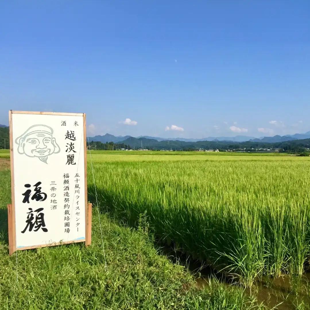 純米吟醸 福顔1800ml×2本 化粧箱入 純米吟醸 日本酒 純米吟醸 酒 一升瓶 [福顔酒造]【019S059】
