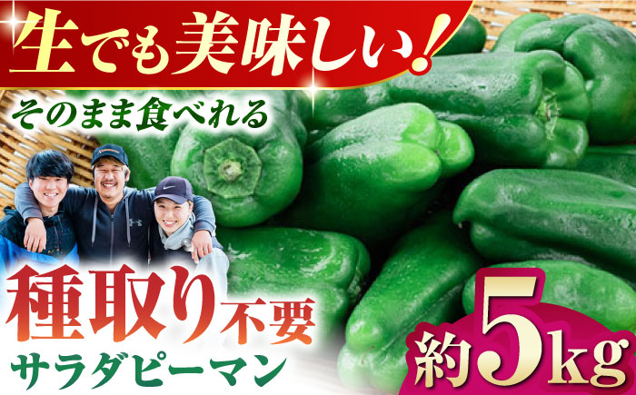 【先行予約】【6月下旬より順次発送】いちょうの畑 サラダピーマン 約5kg 【農事組合法人いちょう】 [YDN012]