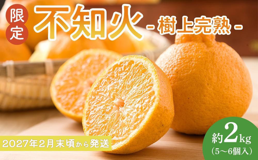 
【限定】 不知火 樹上完熟 約2kg （5～6個入）【先行予約】【2025年2月中旬頃から発送】
