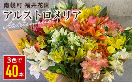 北海道 南幌町 生産者直送! 福井さんのアルストロメリア 花束 3色 (白・黄・ピンク) おまかせMIX 40本 数量限定  花 贈り物 ギフト お祝い 記念日 北海道 南幌町 NP1-280