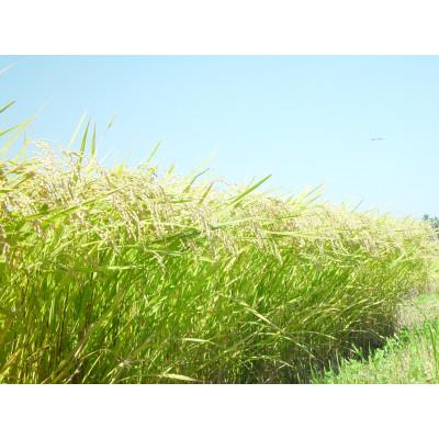 ふるさと納税 北上市 ＜令和7年産＞岩手県北上市産 一等級 ひとめぼれ(玄米) 30kg |  | 01