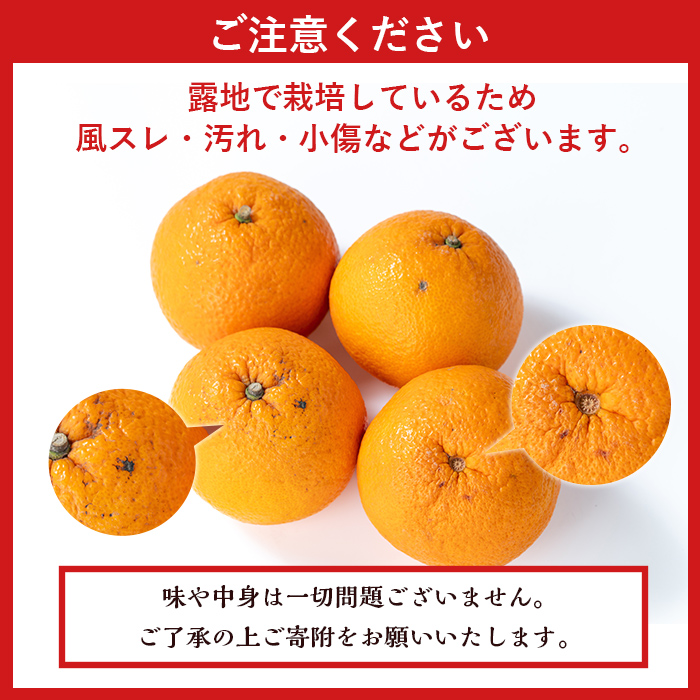 i047 ≪2025年2月中旬～5月中旬の間に発送≫紅甘夏(約10kg) みかん ミカン 蜜柑 果物 くだもの フルーツ 柑橘 10kg 国産 おやつ 旬 【JA鹿児島いずみ(果実課)】