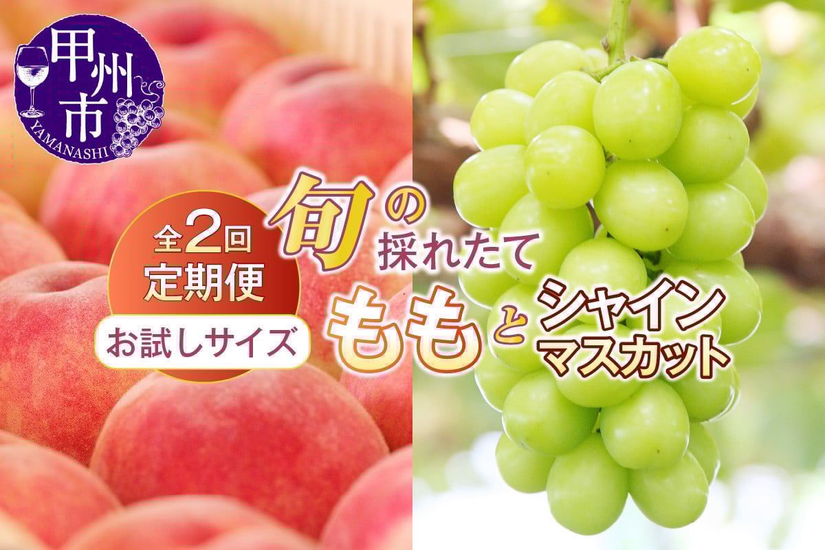 
            【定期便】【お試しサイズ】旬の採れたて2回定期便（桃・シャインマスカット）【2025年発送】（HO）B14-1410 【桃 もも モモ シャインマスカット 葡萄 ぶどう ブドウ 令和7年発送 期間限定 山梨県産 甲州市 フルーツ 果物】
          