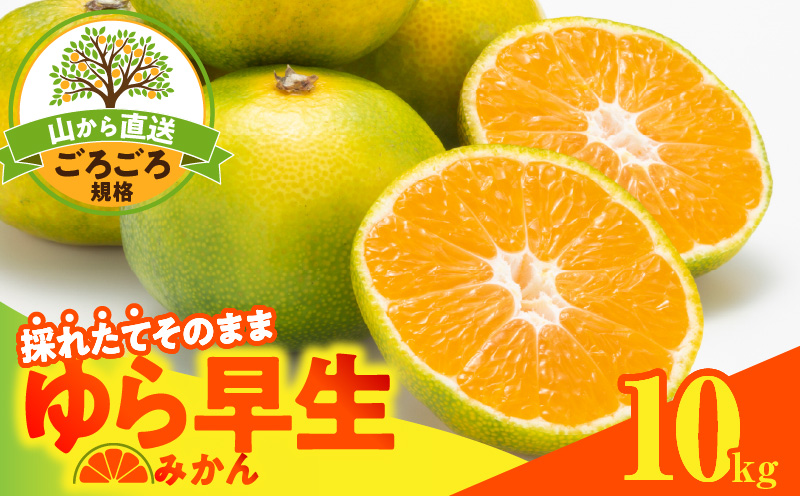 MK1062_【2026先行予約】ゆら早生 みかん 山から直送 箱込 10kg ( 内容量 9.2kg ) 採れたてそのままごろごろ規格 有田みかん 和歌山県産