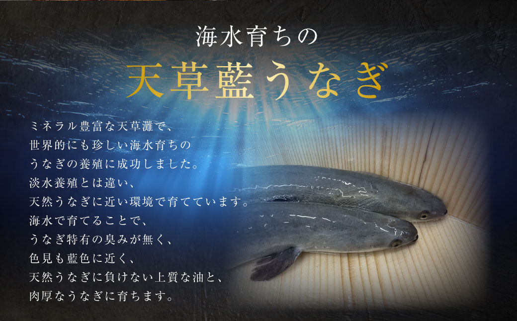 海水育ちの天草藍うなぎ 紅白5～7尾セット 合計約1kg