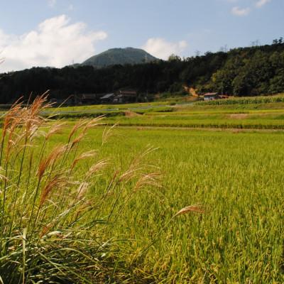 ふるさと納税 浜田市 石見産きぬむすめ10kg |  | 03