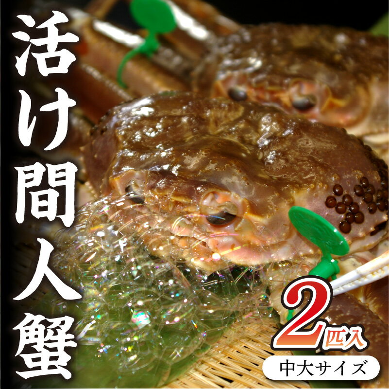 【ふるさと納税】京都・京丹後市産 タグ付き 活け間人蟹【厳選】中大サイズtaizakani800　2匹入り 松葉ガニ 間人ガニ 活け間人蟹 天然 800〜900g 2匹 かにしゃぶ カニ刺し しゃぶしゃぶ 冷蔵 間人がに 間人かに 活かに 生かに たいざがに 生 松葉がに 生きたまま