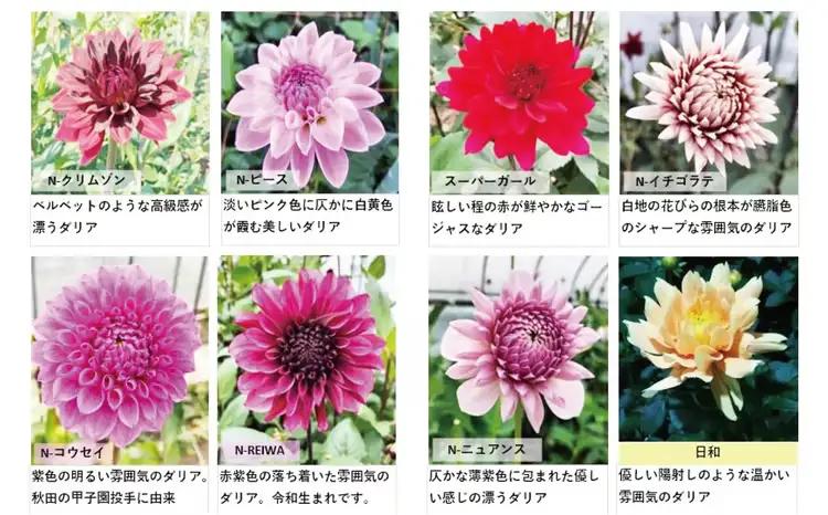 新鮮！綺麗！秋田のダリア〈20本〉　180P7801【ひない渡辺農園しどけ村】
