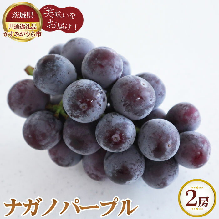 【ふるさと納税】No.807 【先行予約】ナガノパープル　700g×2房　かすみがうら市産【茨城県共通返礼品 かすみがうら市】 ／ 旬 新鮮 葡萄 ブドウ 果物 フルーツ 送料無料 茨城県