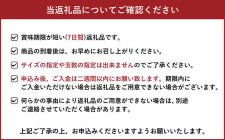 先行予約 不知火 温室ハウス栽培 プレミアム完熟不知火 約3kg 髙橋果樹園【2024年12月下旬から2025年1月下旬発送予定】不知火 しらぬい 柑橘 