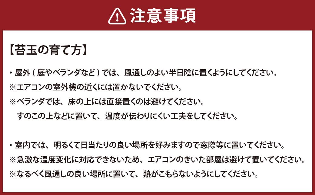 苔と炭 オリジナル ギフト セット 